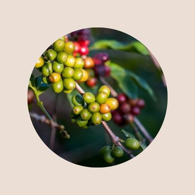 Se udvalg af økologiske rå kaffebønner her